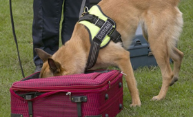 Dog training for explosives detection