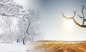 Trees in summer, winter