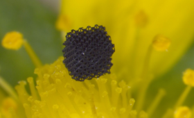 A sample of microarchitectured graphene aerogel