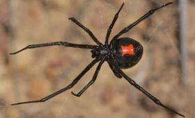 Black widow spider