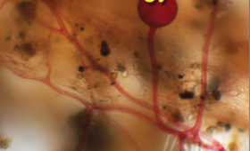 Mycorrhizal fungi