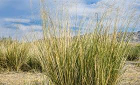 Switchgrass