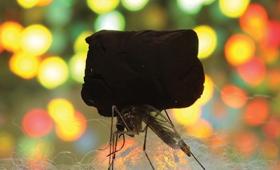 Gold aerogel on top of mosquito