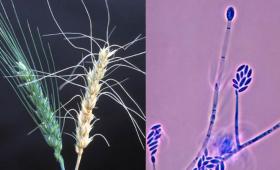 Two images of the fungus Fusarium
