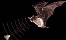 image of a bat tracking its prey with sonar