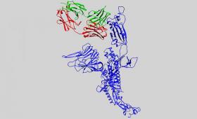 3D structure of an antibody candidate is shown alongside the protein of SARS-CoV-2, the virus that causes COVID-19.