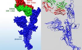 SARS-CoV-2 virus and antibody structure