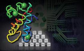 Artist's conception of lanmodulin protein