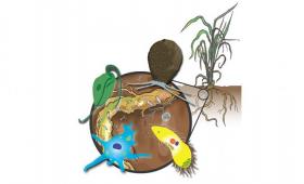 Illustration of 4 microorganisms and a root