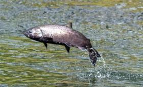 A salmon jumping from river