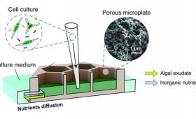 Diagram including cell drawing, algae image, and porous microplate cross-section