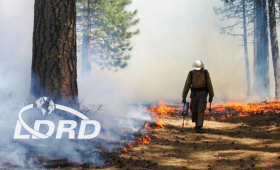 Firefighter walking through burned landscape, with tree on left