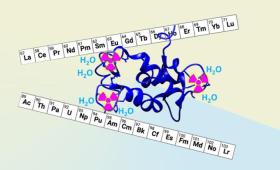Lanmodulin molecule depicted as ribbons and curls of protein molecules, with two rows of periodic table
