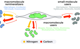 Empirical measurements of carbon and nitrogen exchange between algae and bacteria, using stable isotope tracing, allowed the LLNL team to identify three different bacteria types with distinct ecological roles, providing a conceptual framework to better understand how the algal microbiome plays a role in carbon and nitrogen degradation and recycling. 