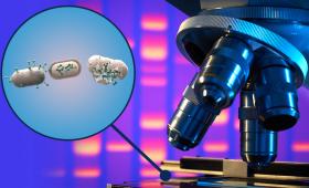 A bacterial cell first having viruses attached (left), and then propagated (middle), and then lysed (right). (Image: Victor Leshyk/Northern Arizona University)