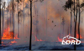 Researchers are studying the brain’s response to eucalyptus wood smoke extract. Eucalyptus trees are of particular interest due to their high levels of toxicity when burned and their abundance across California, with some reaching between 150–200 feet tall. 