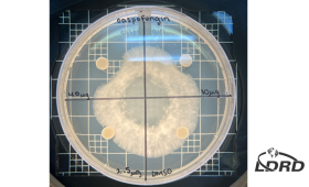 Example of filamentous fungal growth in the presence of different antifungal doses added to four disks. The top left quadrant of the plate has the highest dose of antifungal, while the bottom right quadrant has none.