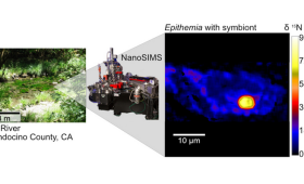 Samples of algae were taken from the Eel River (left) and measured with NanoSIMS (center). The results, right, demonstrate that a symbiotic bacterium fixes nitrogen inside the algae.