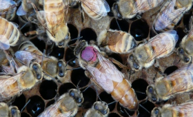 A honeybee queen surrounded by her retinue, which is an ever-changing group of worker bees charged with her care, feeding and protection. The fuchsia spot is applied to queen bees to make them easier to identify. 