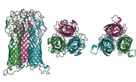 The first images of major outer membrane proteins in a chlamydia bacterium (side, top and bottom views) show that it forms a tripod with a mushroom-like cap of antigens. That shape could be crucial for developing an effective vaccine.