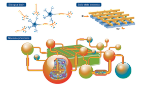 Neuromorphic ionic devices have the potential to mimic the energy efficient computing found in the human brain. 